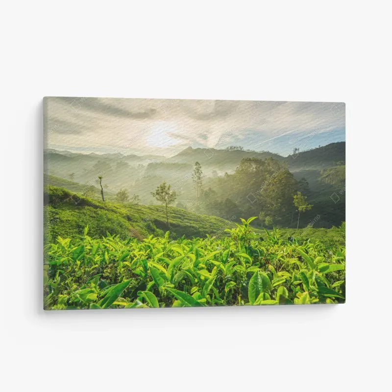 Canvas print sunrise over Munnar tea plantations