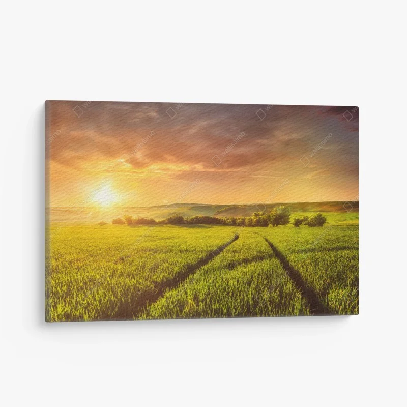 Canvas print sunlit meadow at sunset