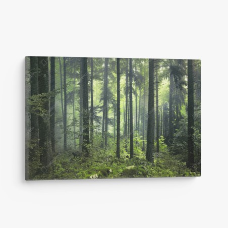 Canvas print mysterious green spring forest • Wallissimo®
