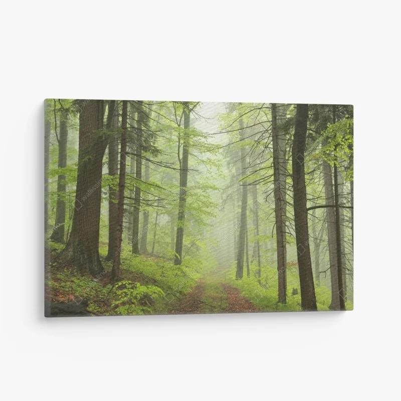 Canvas print misty green forest trail