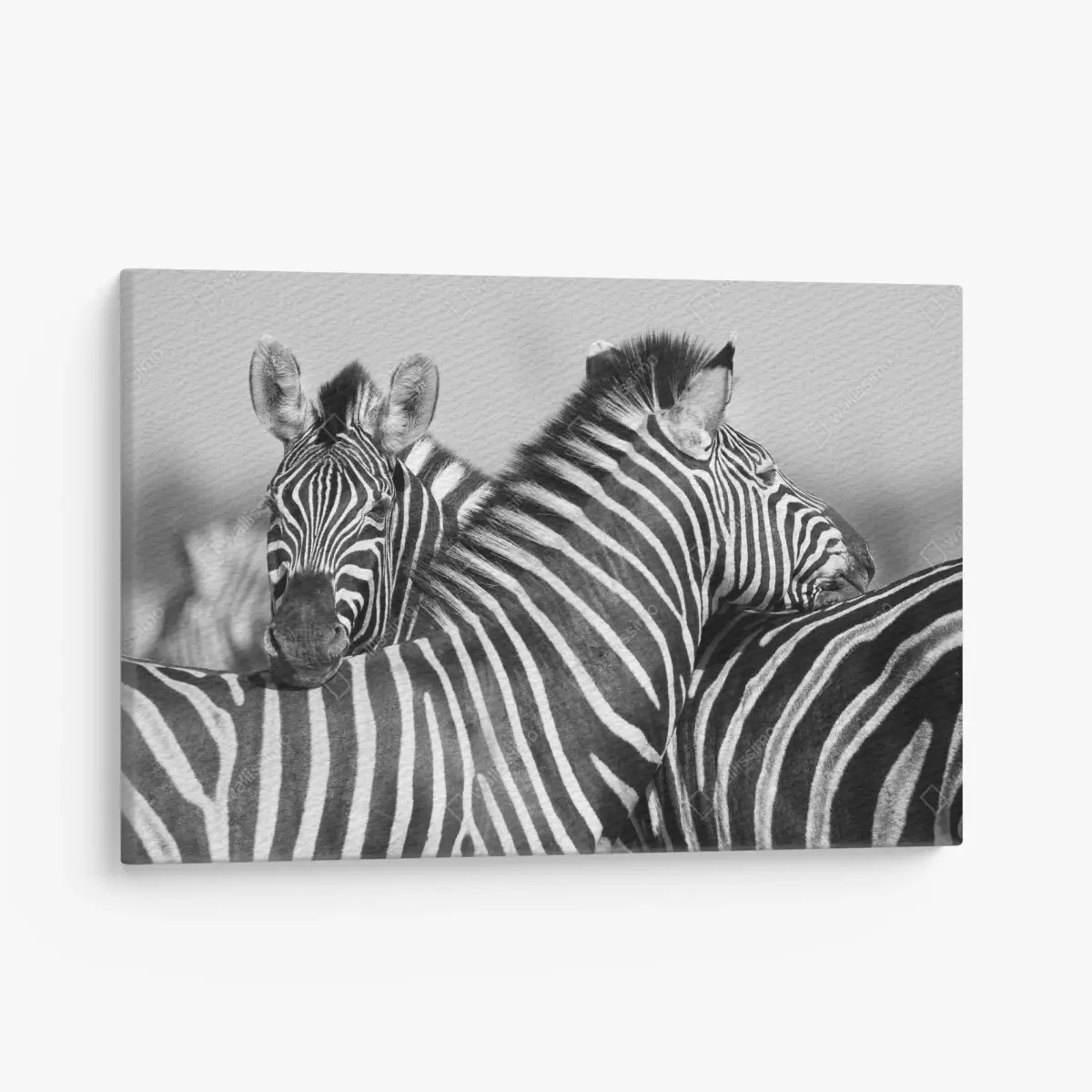 Canvas print intertwined zebras in monochrome ⁕ Wallissimo® Canvas print intertwined zebras in monochrome ⁕ Wallissimo®