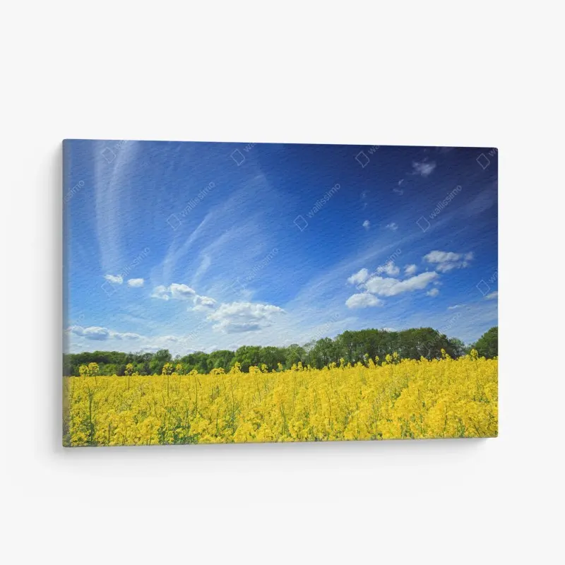 Canvas print Polish rapeseed field under blue sky