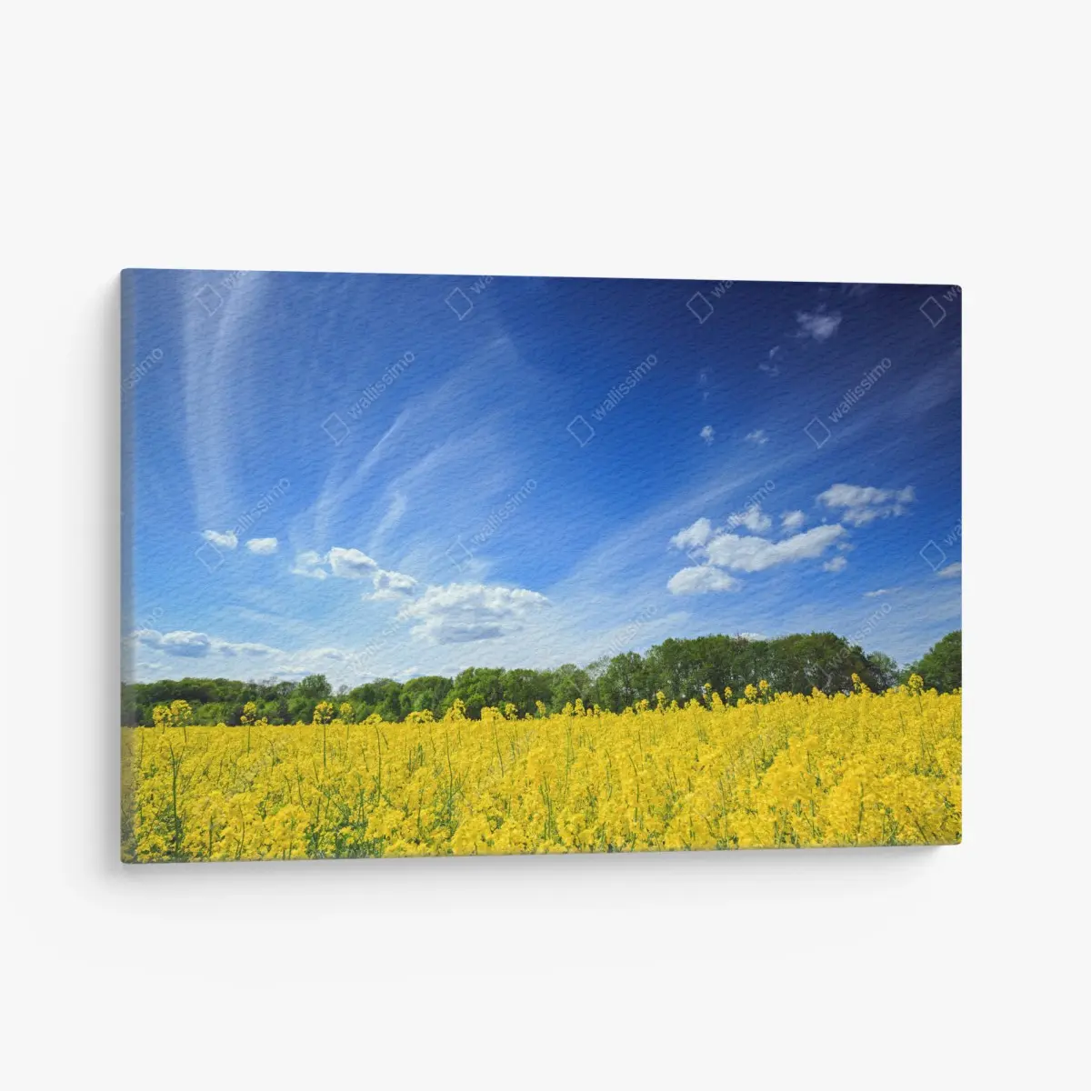 Canvas print Polish rapeseed field under blue sky • Wallissimo®