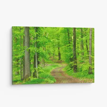 Canvas print serene forest path in spring • Wallissimo®