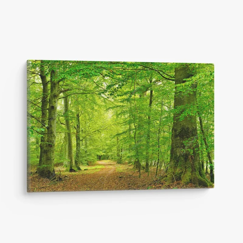 Canvas print serene green forest pathway