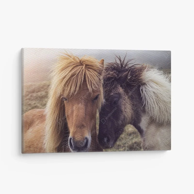 Canvas print two horses on a foggy hill, Faroe Islands