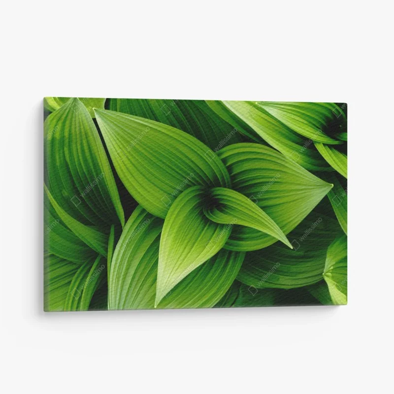 Canvas print lush green leaves pattern