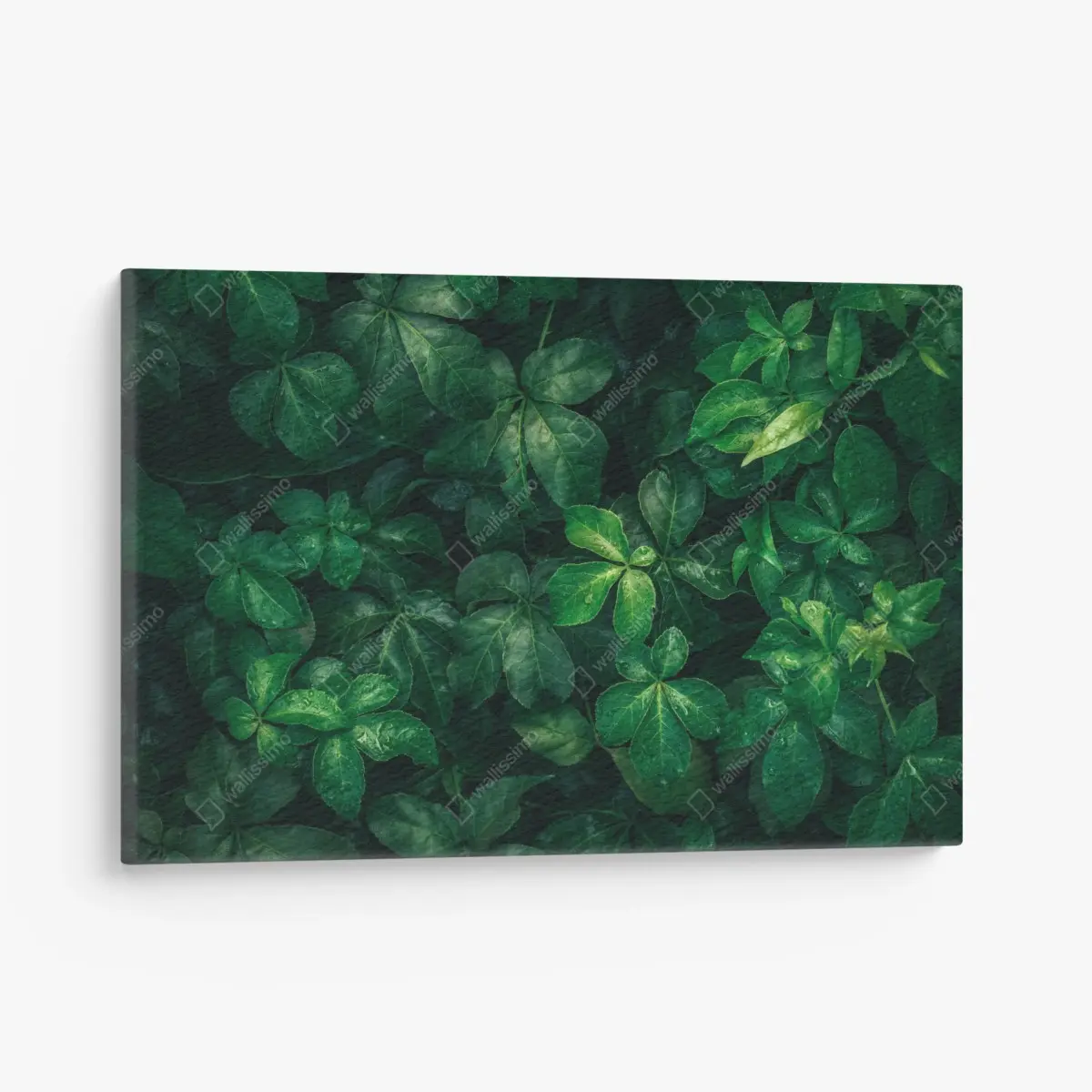 Canvas print lush tropical green foliage • Wallissimo®