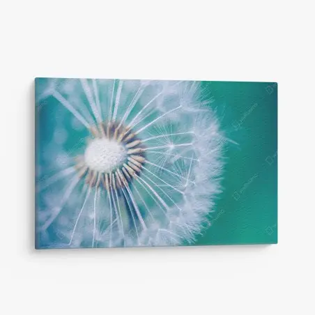 Canvas print turquoise dandelion close-up • Wallissimo®