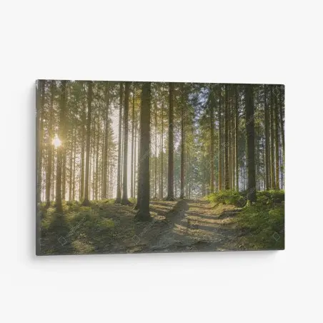 Canvas print sunlit forest trail at dawn • Wallissimo®