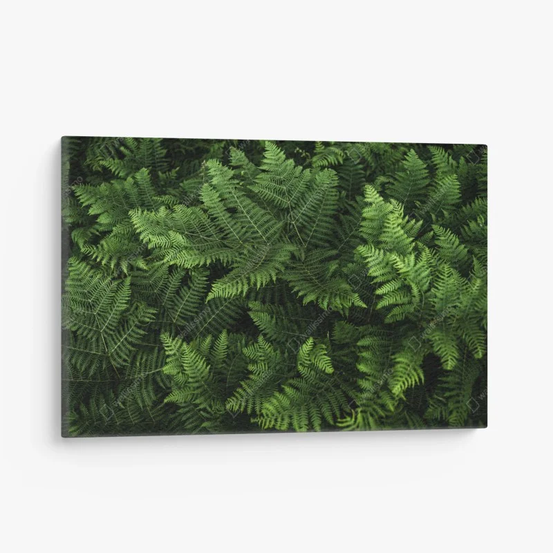 Canvas print lush green fern foliage