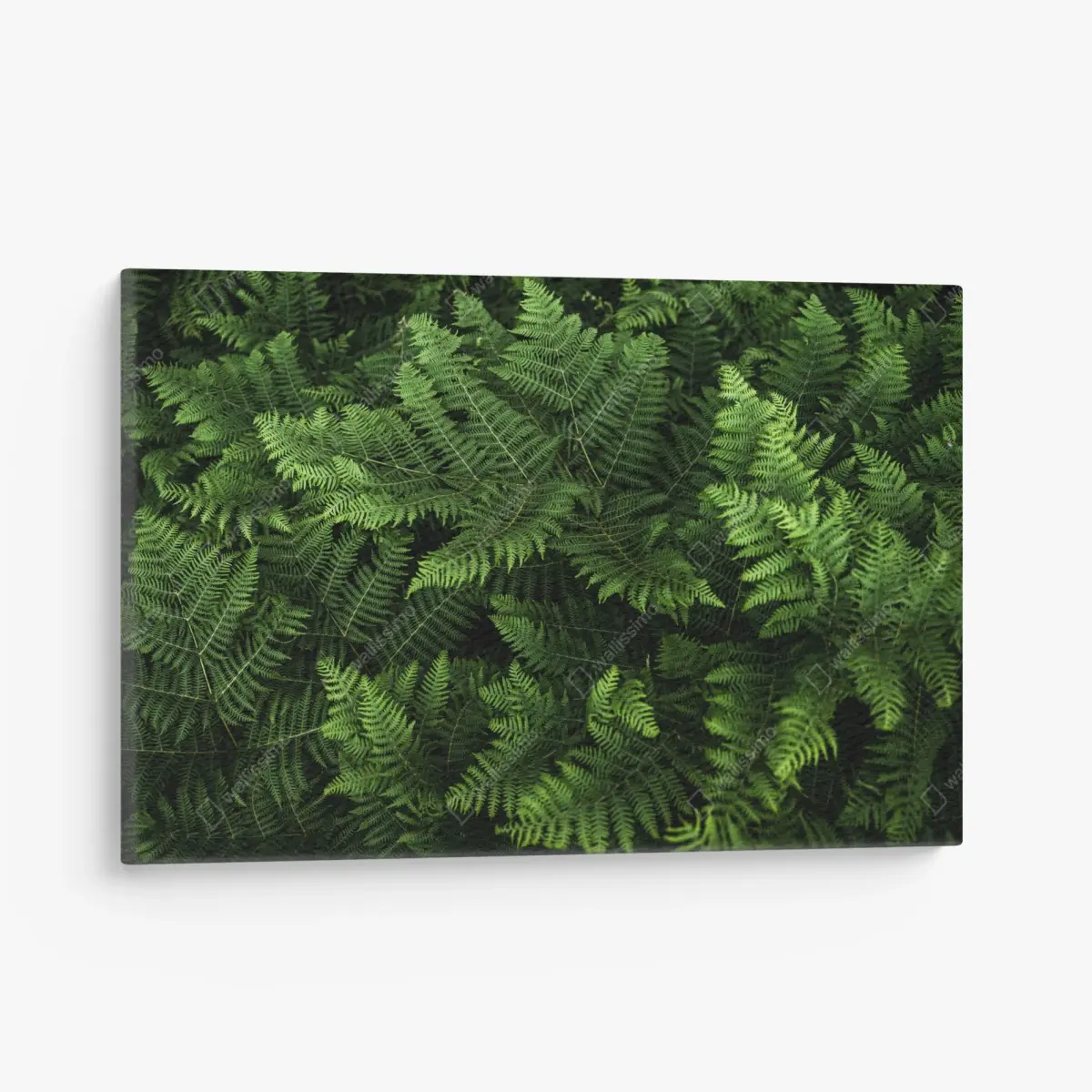 Canvas print lush green fern foliage ⁕ Wallissimo® Canvas print lush green fern foliage ⁕ Wallissimo®