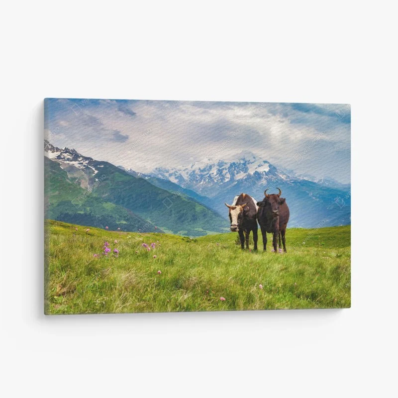 Canvas print alpine meadow with grazing cows