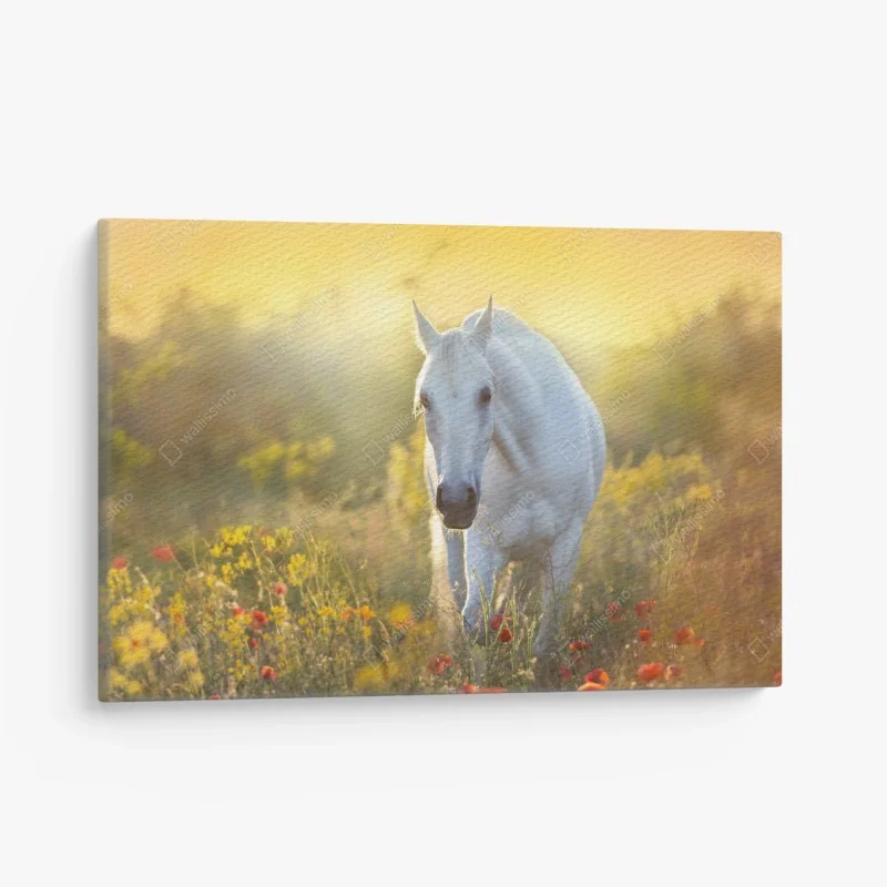 Canvas print white horse in poppy meadow at sunrise