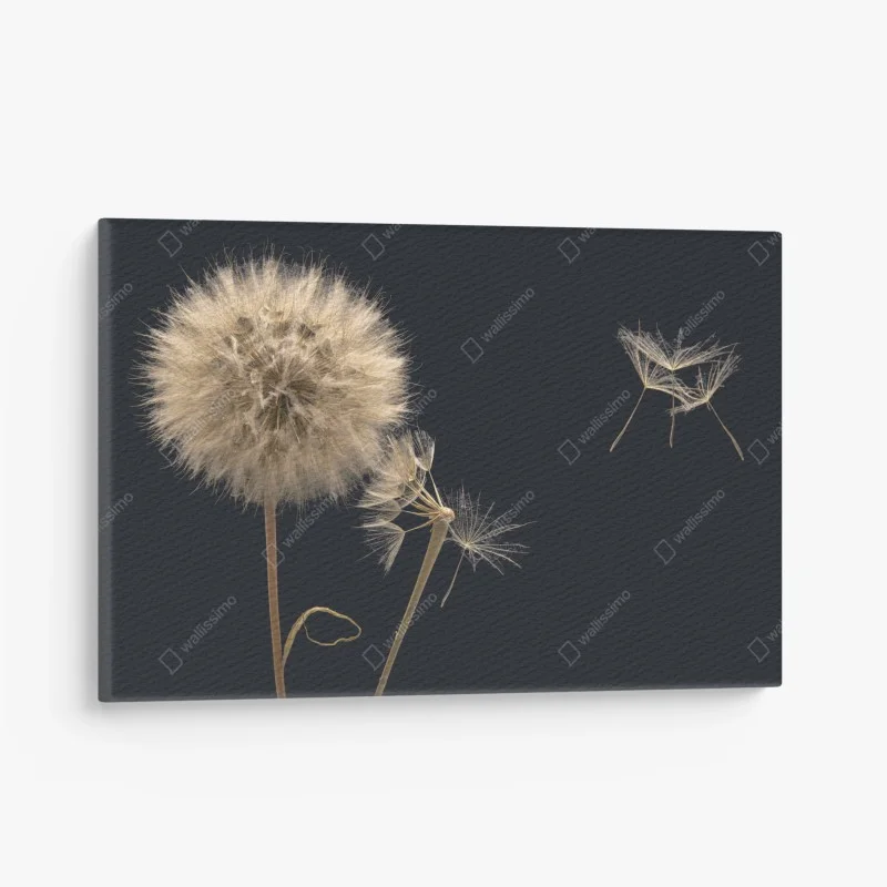 Canvas print delicate dandelion seeds on dark background