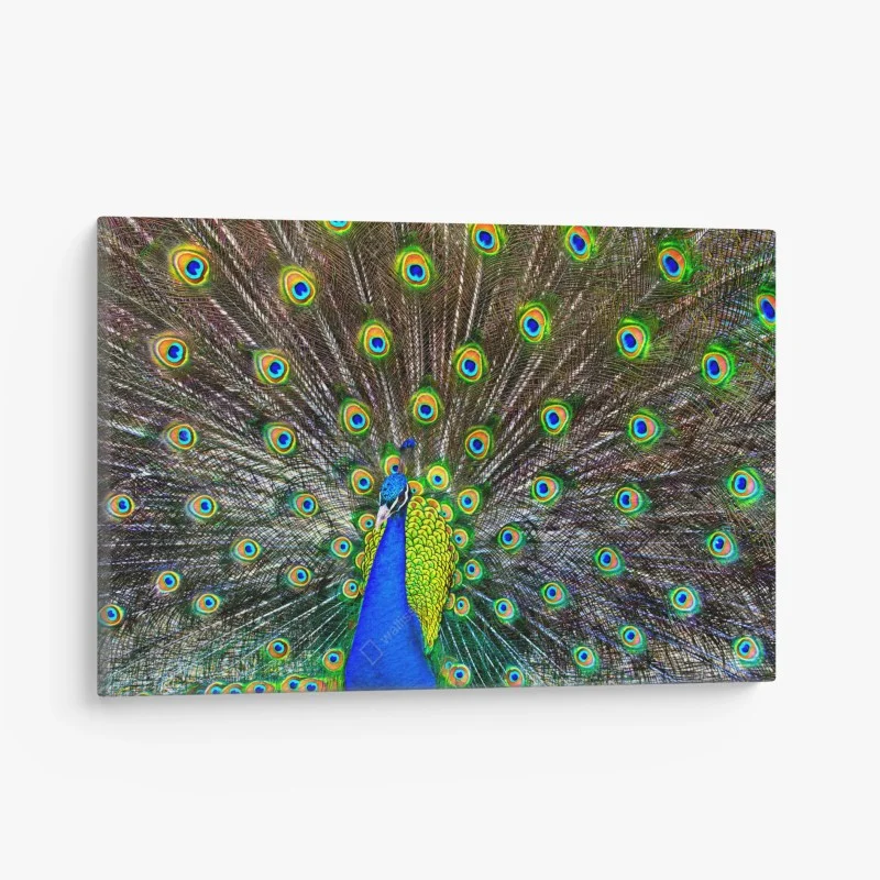 Canvas print vibrant peacock feather display