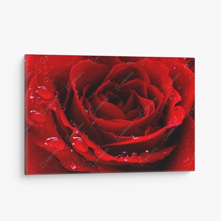 Canvas print vibrant red rose close-up • Wallissimo®