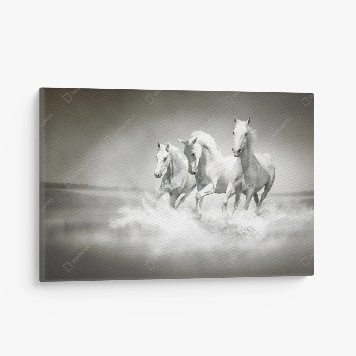 Canvas print three white horses running through water ⁕ Wallissimo® Canvas print three white horses running through water ⁕ Wallissimo®