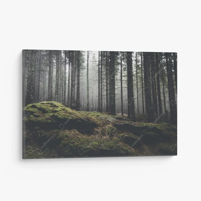 Canvas print misty pine forest at dawn • Wallissimo®