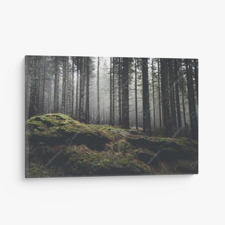 Canvas print misty mossy forest landscape • Wallissimo®