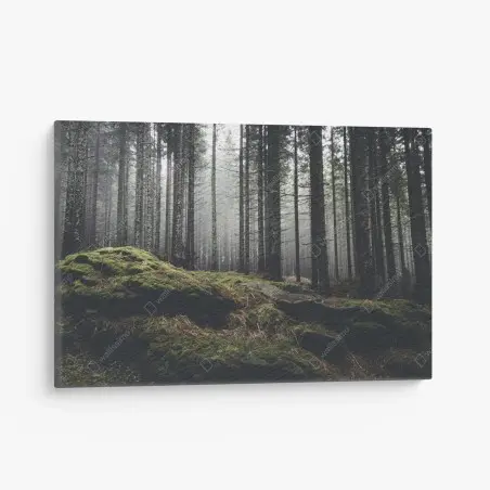 Canvas print misty mossy forest landscape • Wallissimo®