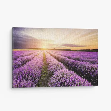 Canvas print sunrise over lavender fields, Bulgaria • Wallissimo®