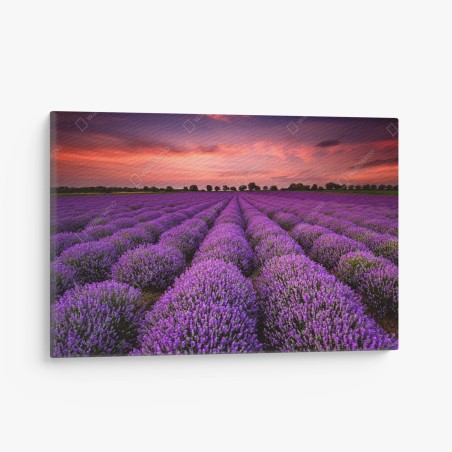 Canvas print lavender field at sunset • Wallissimo®