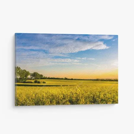 Canvas print sunlit canola field at sunset • Wallissimo®
