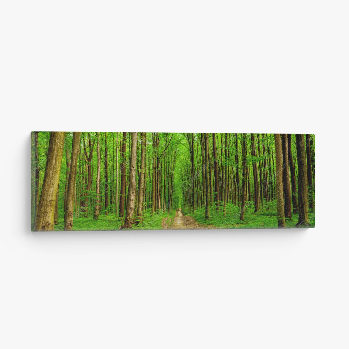 Canvas print green forest pathway in spring • Wallissimo®