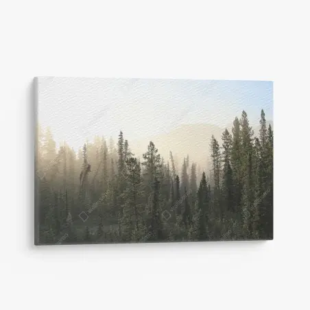 Canvas print misty pine forest at sunrise • Wallissimo®
