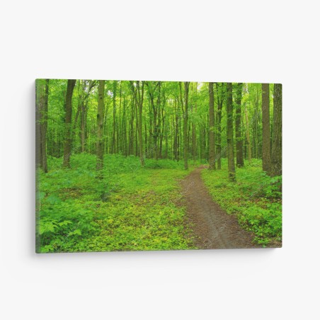 Canvas print serene green forest trail • Wallissimo®