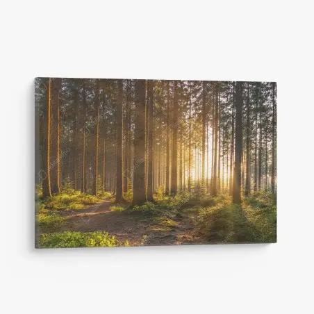Canvas print sunlit forest pathway at sunrise • Wallissimo®