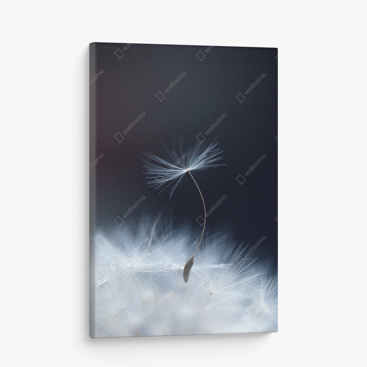 Canvas print delicate dandelion seed close-up • Wallissimo®
