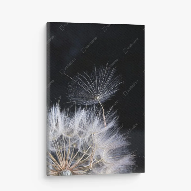 Canvas print delicate dandelion seed on black