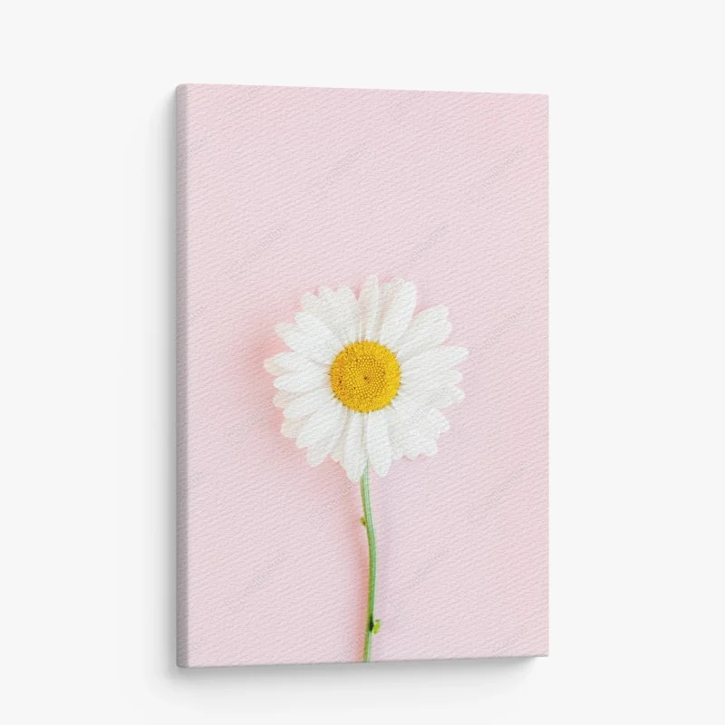 Canvas print white daisy on pastel pink background
