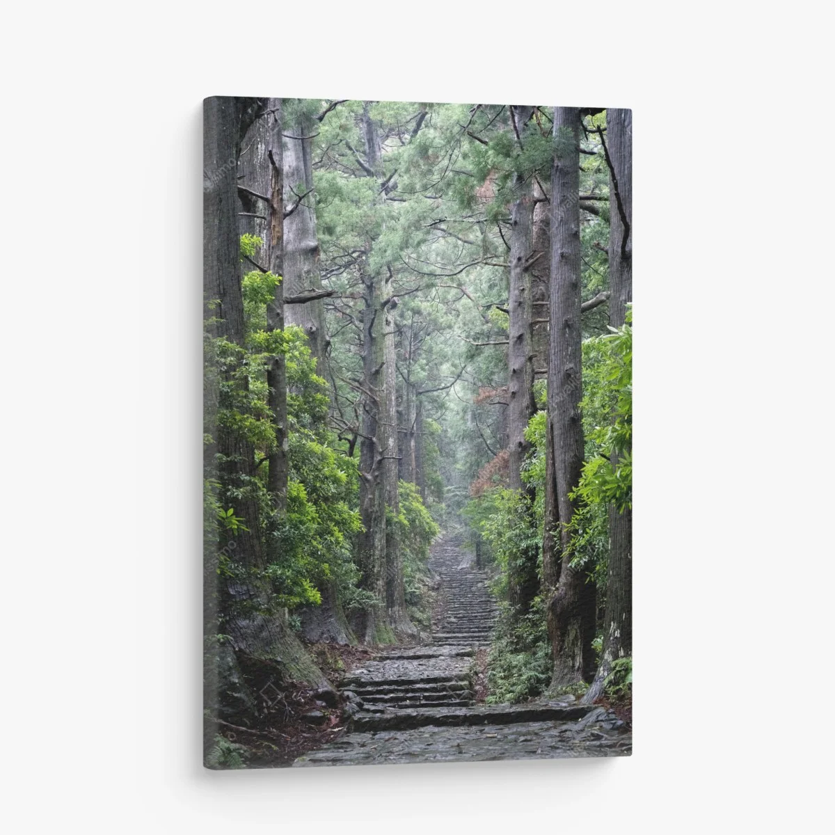 Canvas print misty forest path through ancient trees ⁕ Wallissimo® Canvas print misty forest path through ancient trees ⁕ Wallissimo®