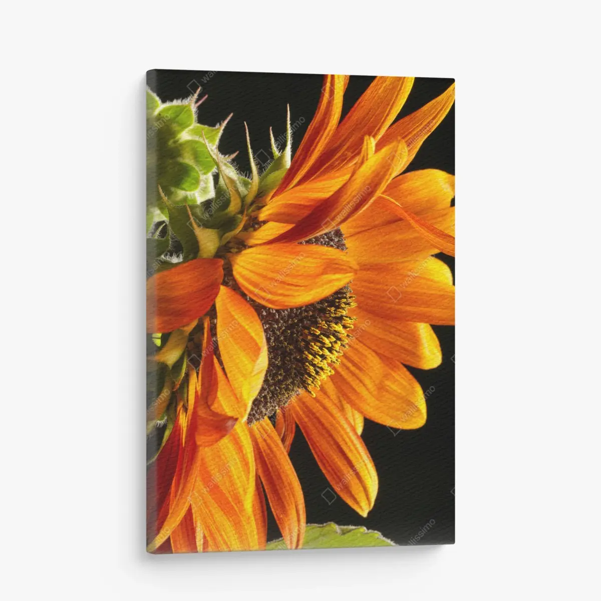 Canvas print vibrant orange sunflower close-up • Wallissimo®