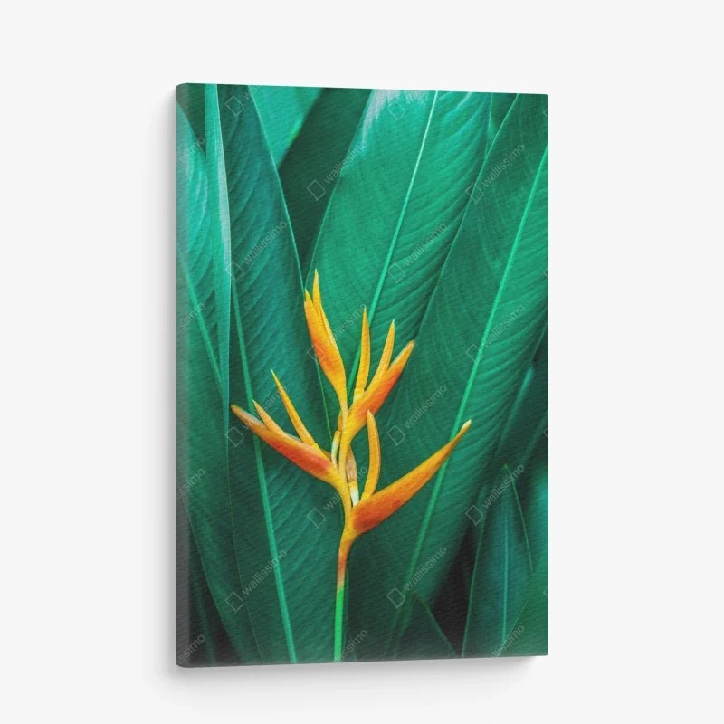 Canvas print vibrant tropical bird of paradise bloom