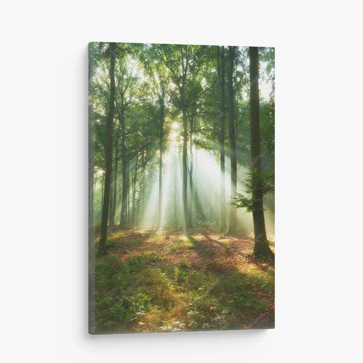 Canvas print morning light in the forest • Wallissimo®