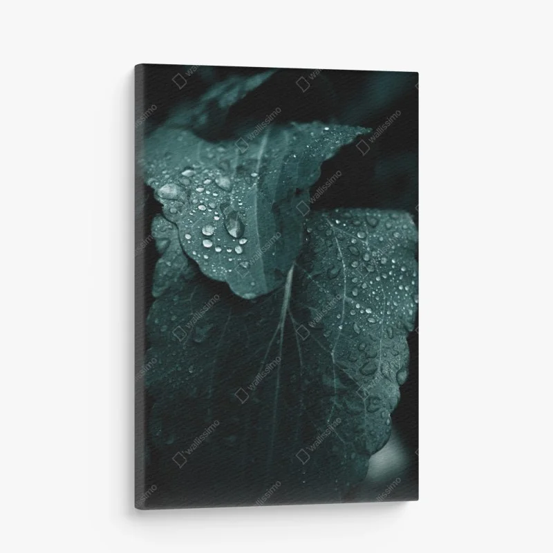 Canvas print teal dewdrops on leaves