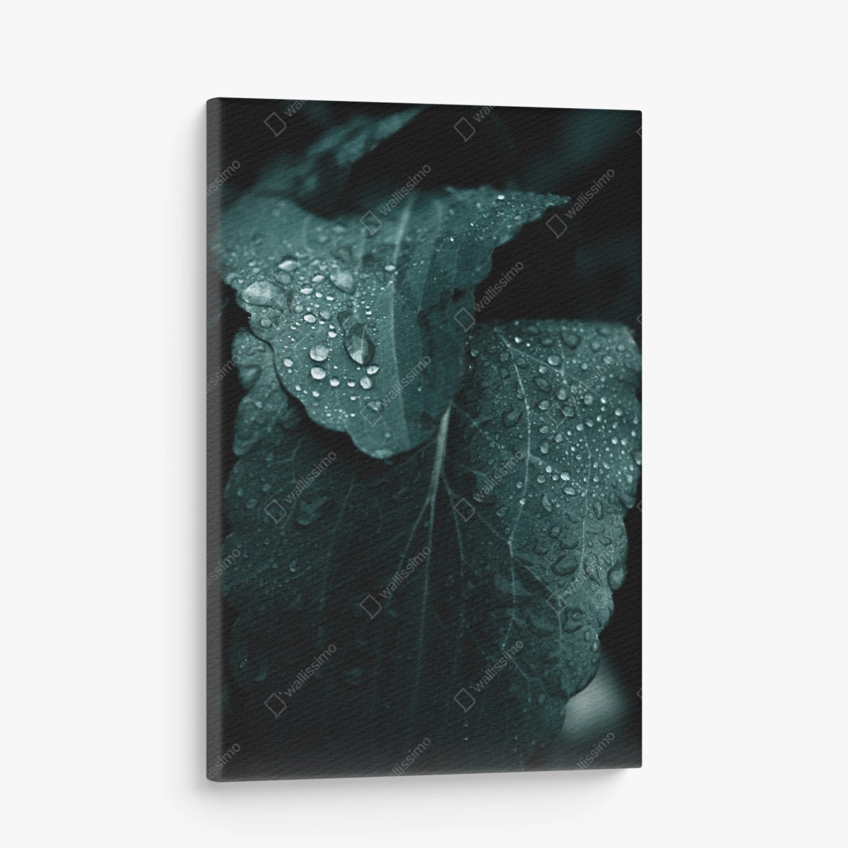 Canvas print teal dewdrops on leaves • Wallissimo®