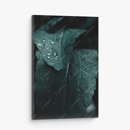Canvas print teal dewdrops on leaves • Wallissimo®