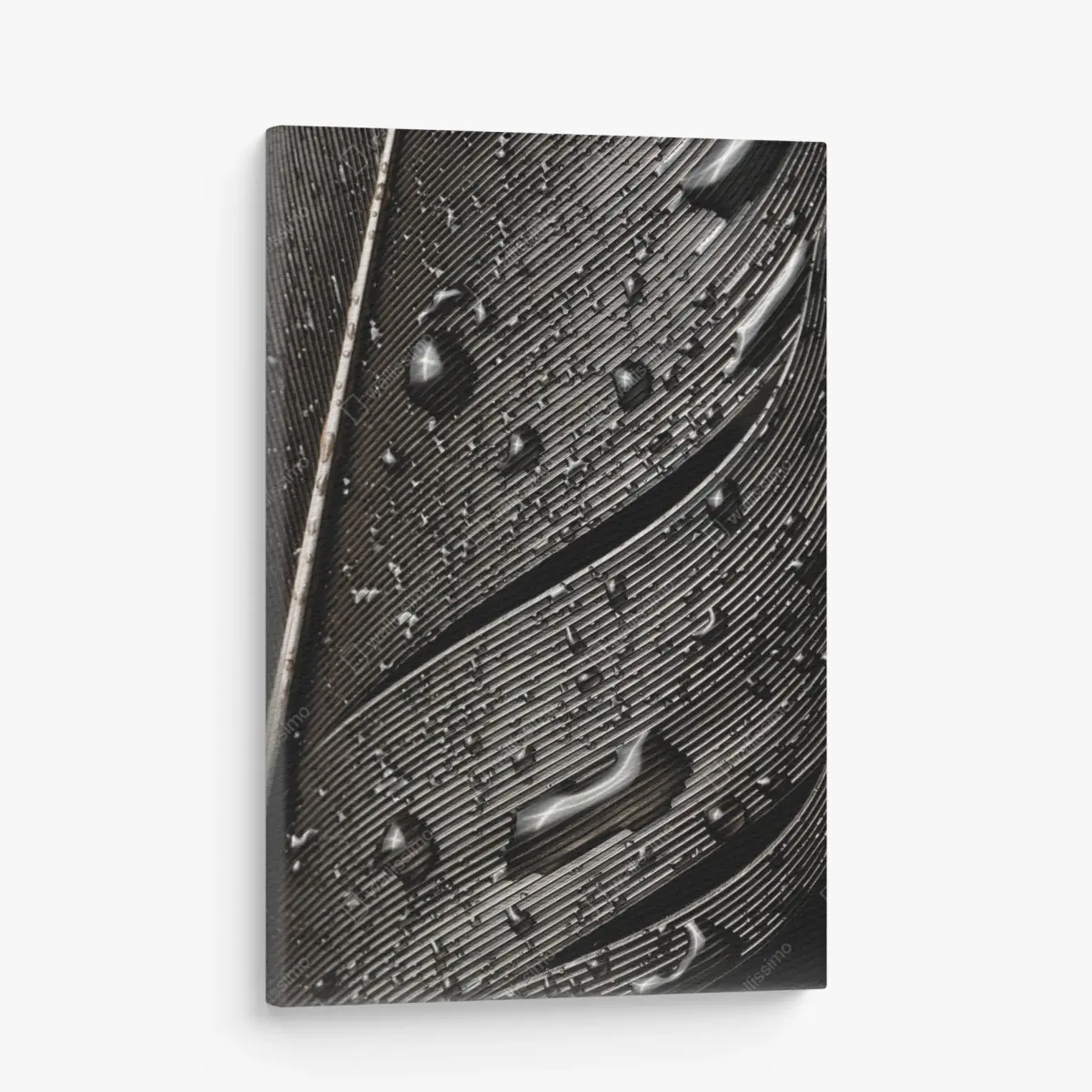 Canvas print monochrome feather with water droplets ⁕ Wallissimo® Canvas print monochrome feather with water droplets ⁕ Wallissimo®