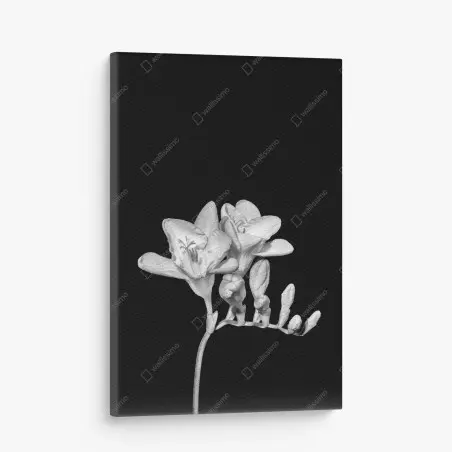 Canvas print elegant monochrome freesia bloom • Wallissimo®