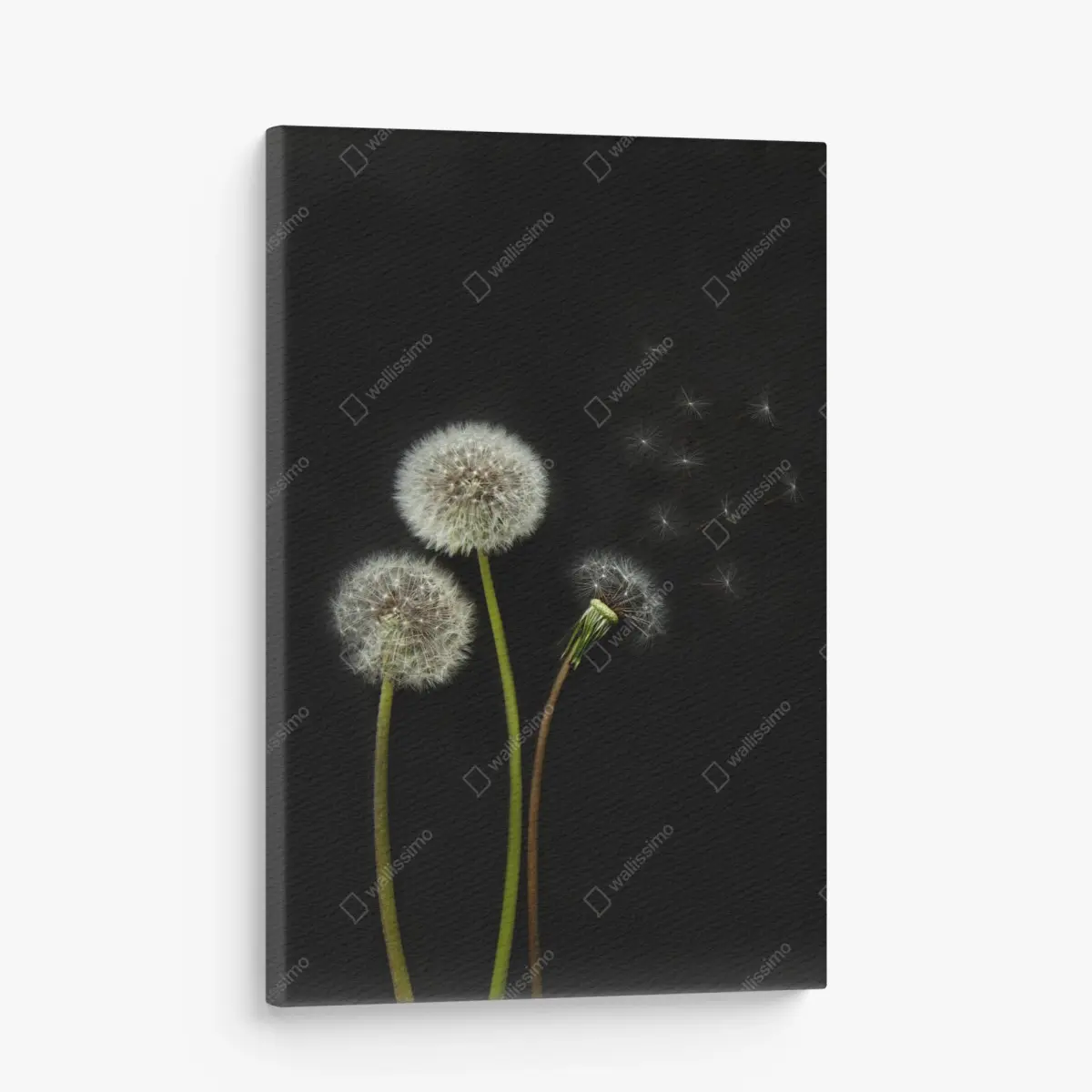 Canvas print delicate dandelion seed heads on black background ⁕ Wallissimo® Canvas print delicate dandelion seed heads on black background ⁕ Wallissimo®
