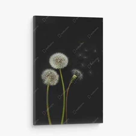 Canvas print delicate dandelion seed heads on black background • Wallissimo®