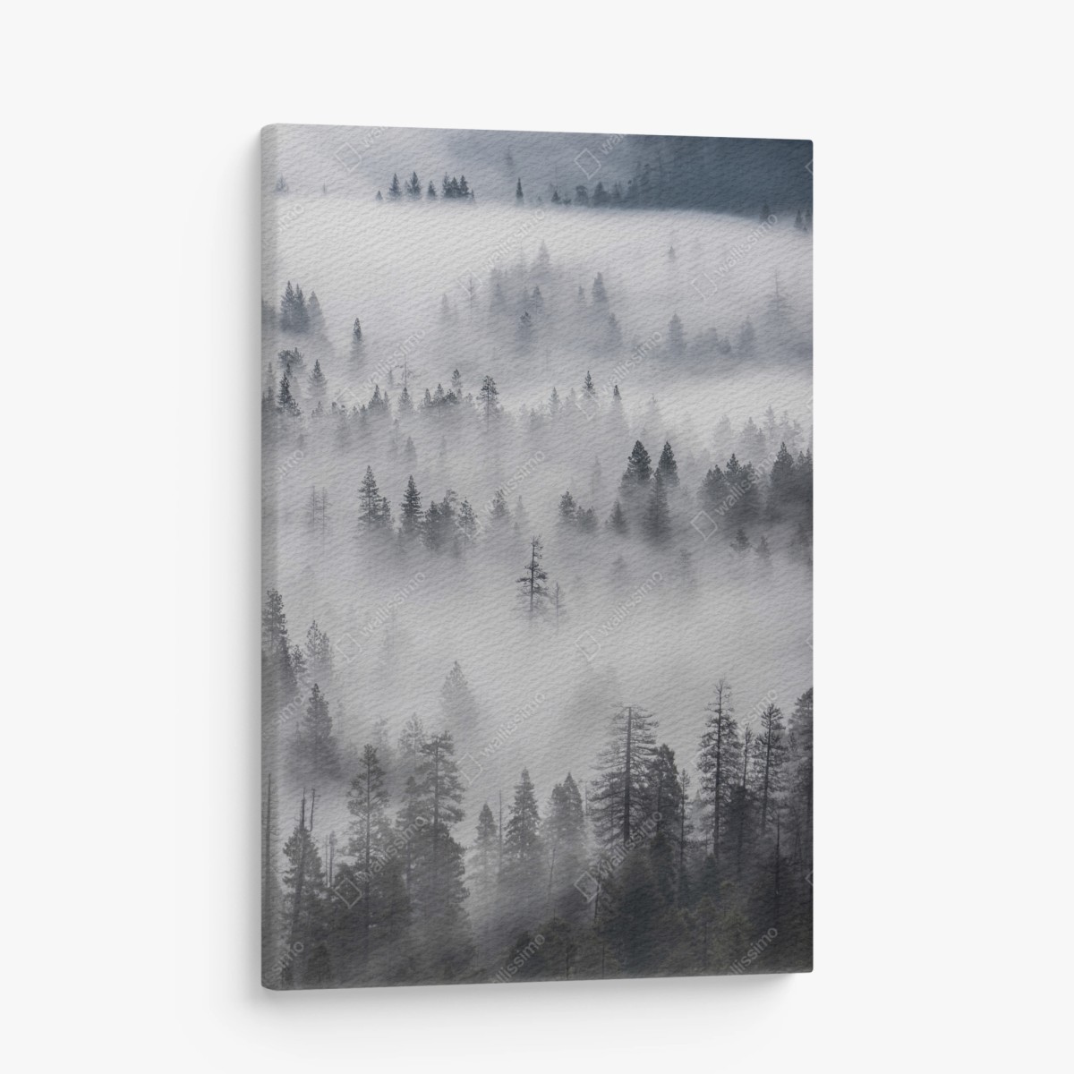 Canvas print mist-shrouded pine forest • Wallissimo®