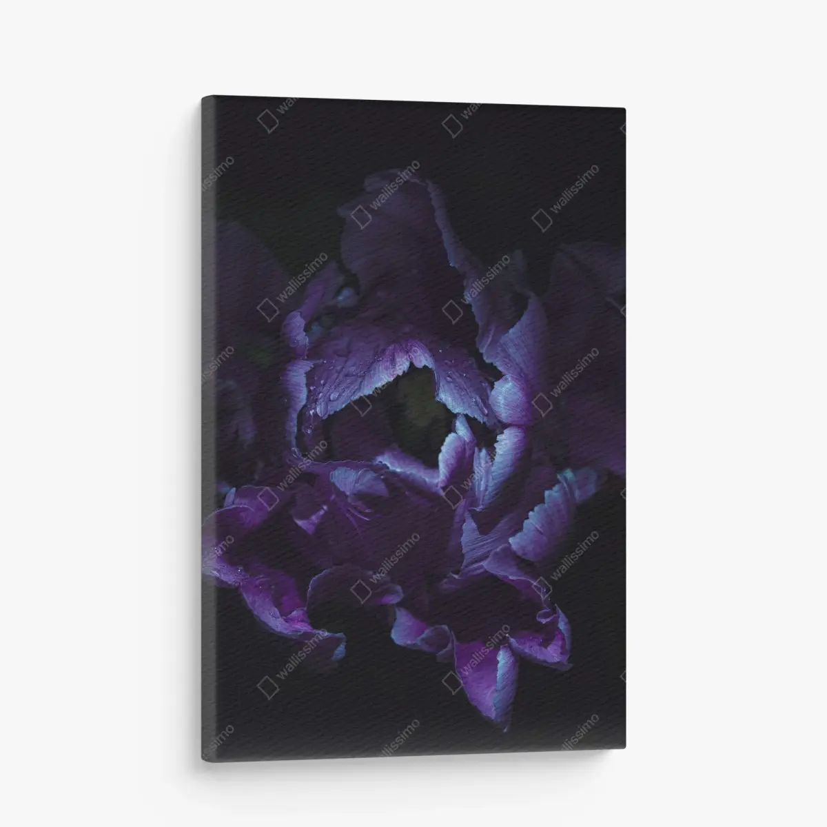 Canvas print purple tulip in ultraviolet glow ⁕ Wallissimo® Canvas print purple tulip in ultraviolet glow ⁕ Wallissimo®