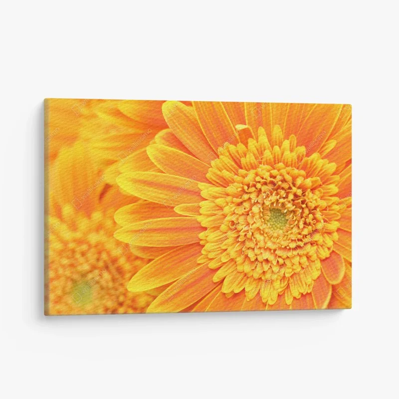 Canvas print vibrant orange gerbera close-up ⁕ Wallissimo®