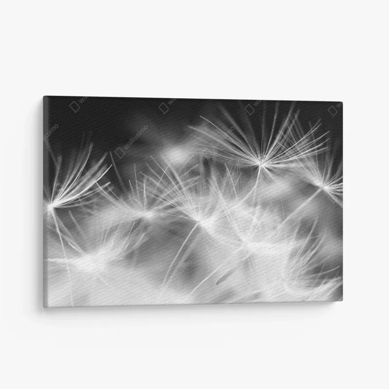 Canvas print delicate dandelion seeds in monochrome